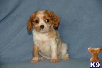 Tess - Cavalier Female